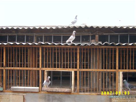 我的新建小型鸽舍--中国信鸽信息网相册