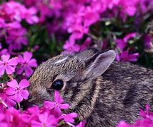 Image result for Cute Baby Easter Bunny