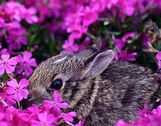 Image result for Flower Bunny