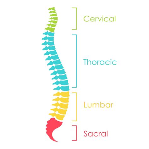 Sections Of Spine Lower Back Pain: Symptoms, Causes And Treatment