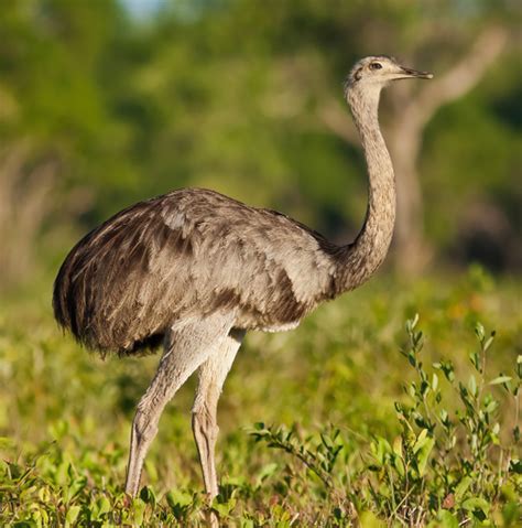 J Yes Farms: Premier Agricultural Services in Neendoor, Kottayam