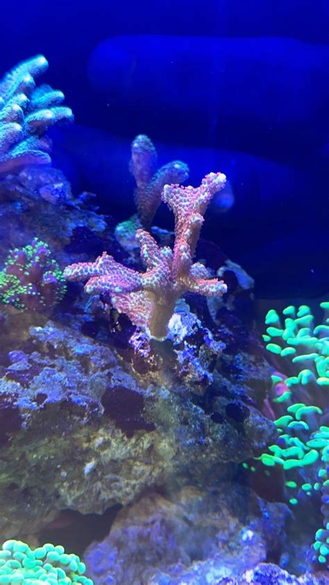 Corals Dying 的图像结果