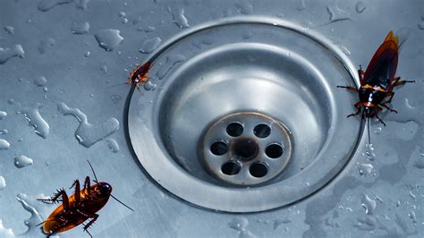 How To Keep Water Roaches Out Of Your House | Detroit Chinatown