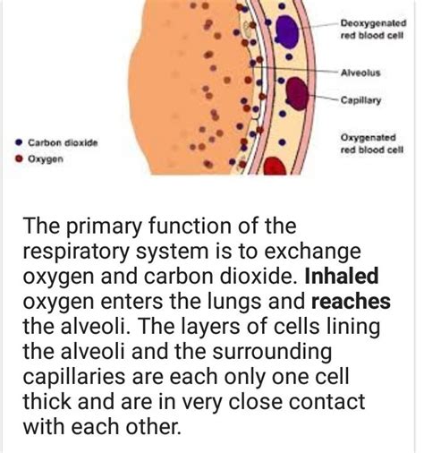 what is the diagram of gaseous exchange in tissues - Brainly.in