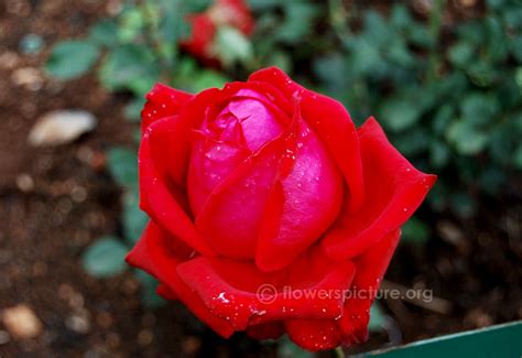 Ooty rose garden flower shows and rose varieties gallery 1