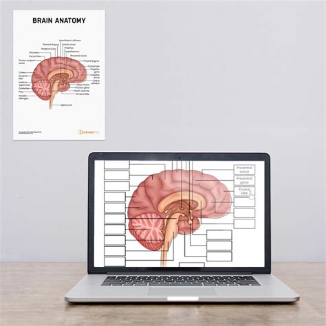 Bottom View of Brain Anatomy worksheet - Worksheets Library