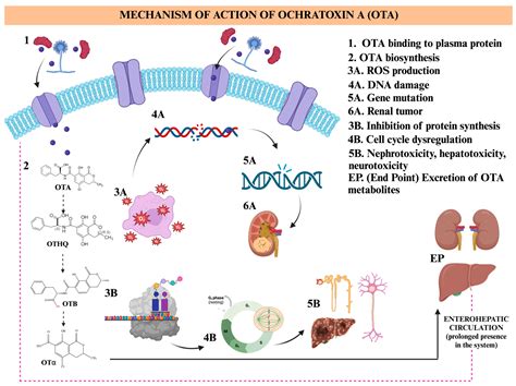 Insights into Toxicity: Molecular Mechanisms of Aflatoxin B1 and Ochratoxin A in Spices