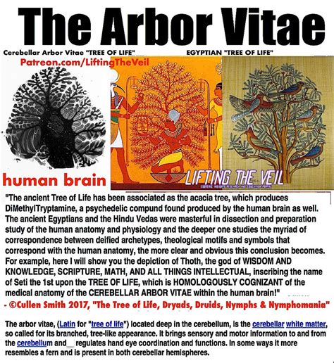 Arvore Vitae Cerebelo Nubia Watu On X: "Cerebellum Arbor Vitae Tree