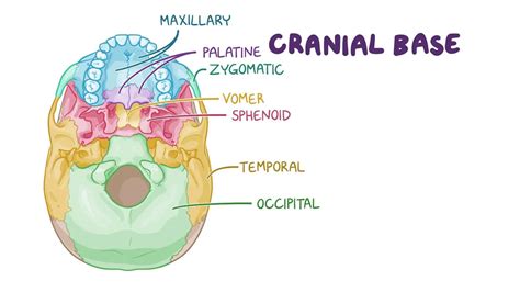 Anatomy of the cranial base: Video, Causes, & Meaning | Osmosis