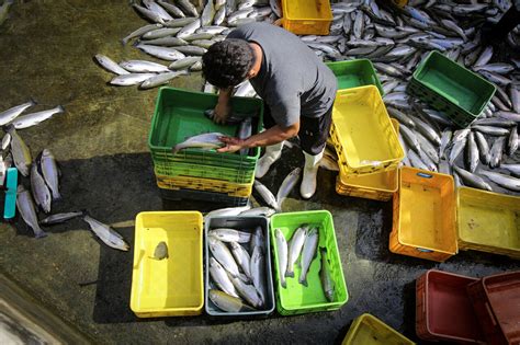 Image result for Trout Farming Methods