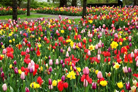 Tapety : tulipány, narcisy, park, jaro, nálada 2400x1600 ...