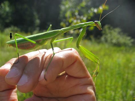 Giant Praying Mantis Size