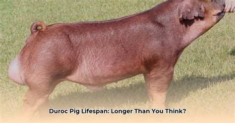 What is the Lifespan of a Duroc Pig in Georgia? - Lifestyle and ...