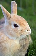 Image result for Puppies and Bunnies