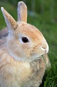 Image result for Baby Bunnies in Burrow