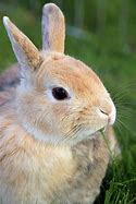 Image result for Aging Bunnies