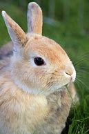 Image result for Pookie Rabbit Figurines