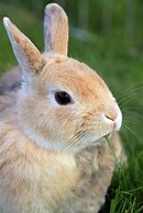Image result for Super Cute Rabbit