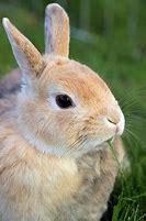 Image result for Stuffed Easter Bunnies