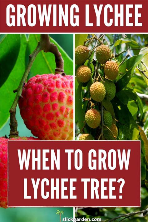 Image result for Lychee Tree Problems