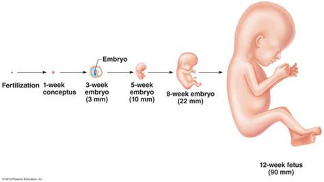 Image result for Human Fertilization Timeline