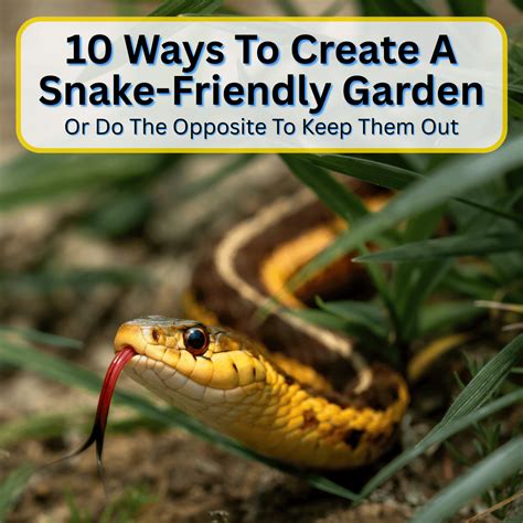 Live Snake Traps 的图像结果