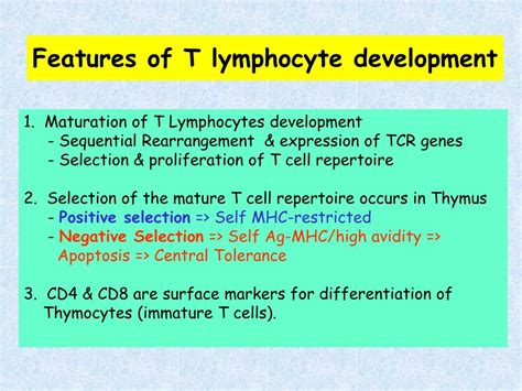 Image result for T Lymphocyte Development