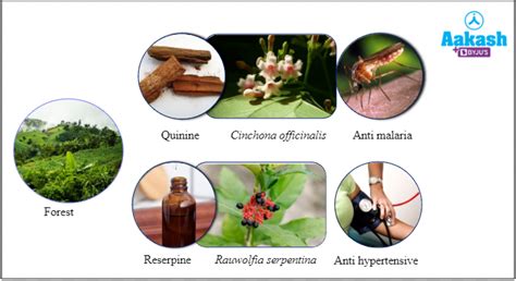 Biodiversity conservation: Reasons and Ways to conserve Biodiversity in ...