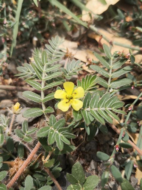 Caltrop (Tribulus terrestris) – Ligaya Garden
