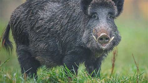 Asp.net Core Checkbox Example 的图像结果