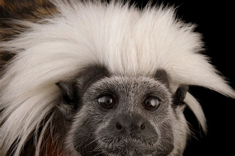 Tamarin Monkeys