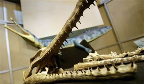 Complete crocodile fossil unearthed in China