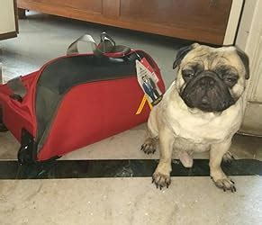 Buy Aristocrat Volt Nxt Dft 55 Red (Dftvon55ered) at Amazon.in