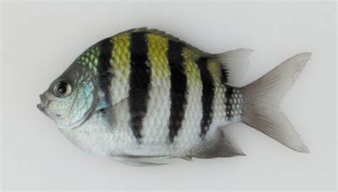 Sergeant Major | Mexico – Fish, Marine Life, Birds and Terrestrial Life