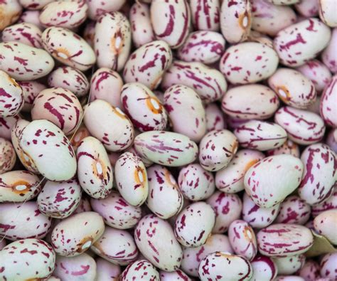 How to grow pinto beans - with some expert growing tips | Homes and Gardens