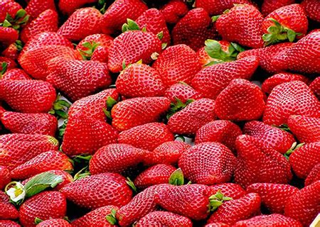 Mediseeds: Farm Management Services | Agriculture services, and consultancy