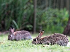 Image result for Newly Born Rabbits