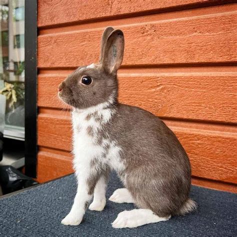 Top 7 Friendliest Rabbit Breeds (with Pictures)