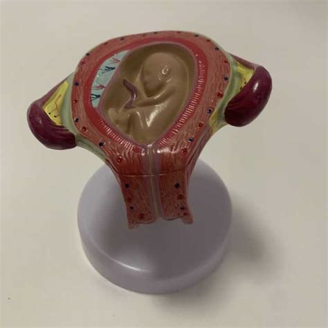 Image result for Embryonic Development Process