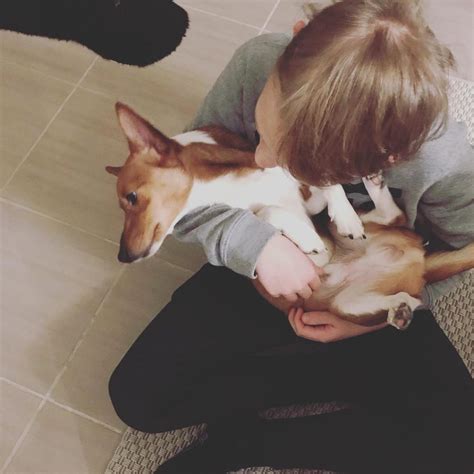 Portuguese Podengo Pequeno Temperament and Personality - Playful, Silly ...