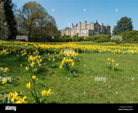Sheffield Park House and Gardens with yellow Daffodils in Spring, East ...