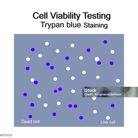 The Cell Viability Testing With Trypan Blue Staining Technique That Represents Staining Of Dead ...