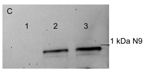 N-Terminal Peptide of PGLYRP1/Tag7 Is a Novel Ligand for TREM-1 Receptor