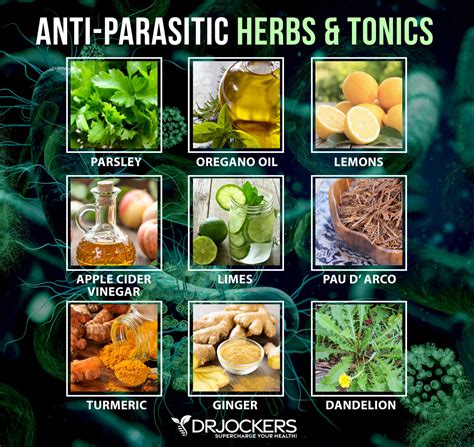 12 Herbs That Kill Parasites Naturally - DrJockers.com