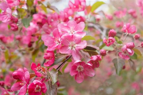 Blooming pink apple tree in the spring garden pink flowers on a tree ...