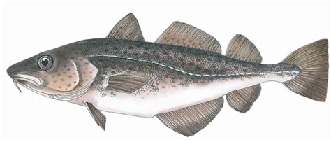 Image result for Cod Luredrawing