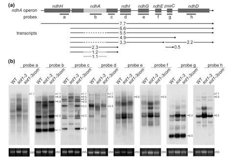 CAF Proteins Help SOT1 Regulate the Stability of Chloroplast ndhA ...