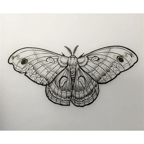 Moth Line Drawing at PaintingValley.com | Explore collection of Moth ...