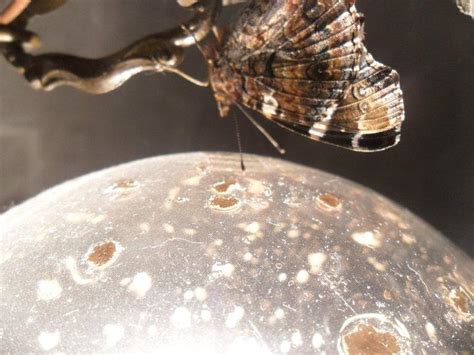 Image result for Alien Resurrection Beautiful Butterfly