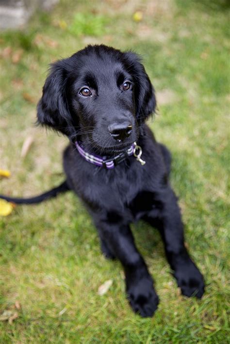 Flatcoated Retriever Puppy - 10 weeks | Retriever puppy, Dogs, Flat ...